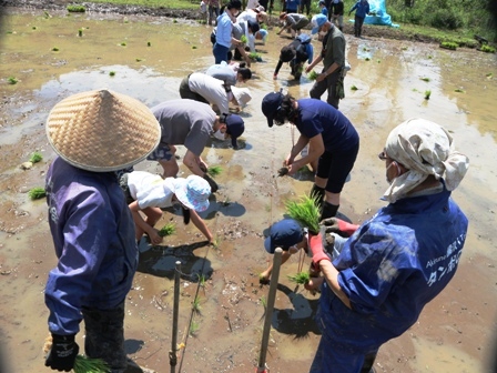 田植え　田んぼ