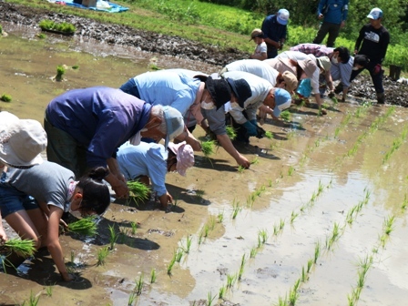 田植え　田んぼ