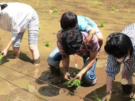 田植え　おんぶ