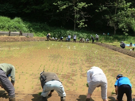 田植え　田んぼ