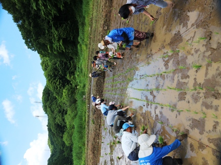 田植え　田んぼ