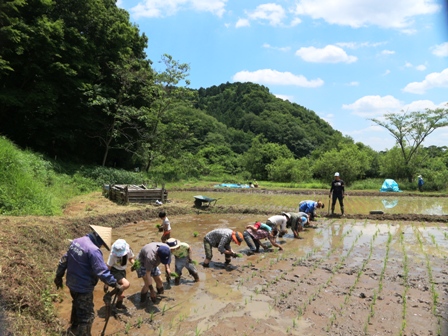 田植え　田んぼ