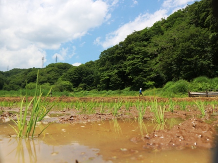 田植え　田んぼ　稲