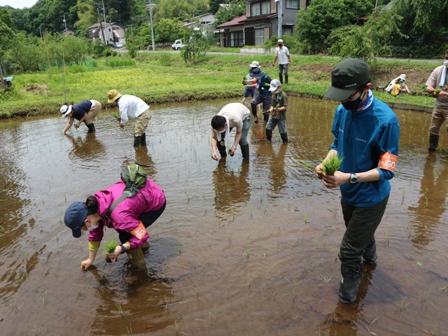 田んぼ　補植