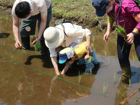 田植え