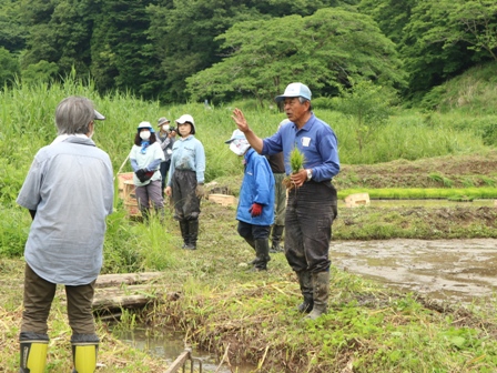 田植え　説明