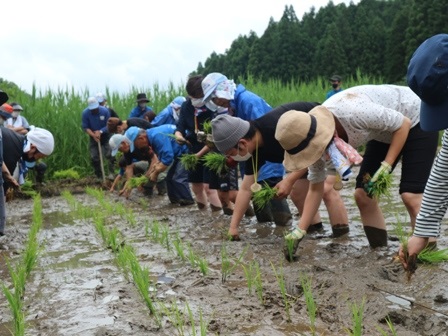 田植　保全活動