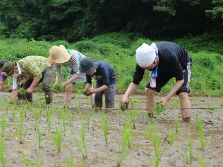 田植　一直線　縄