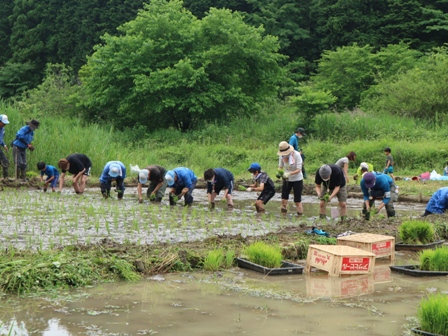 田植え　保全活動