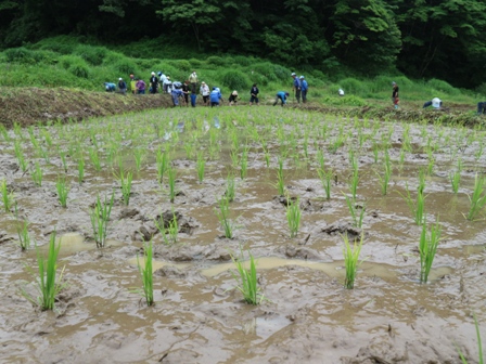 田んぼ　田植え