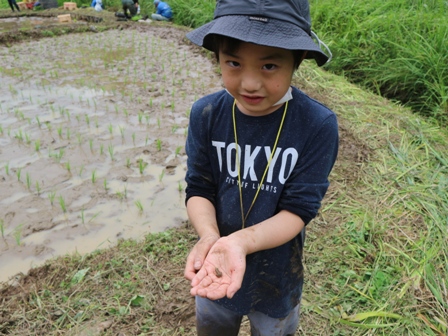 生き物　カエル