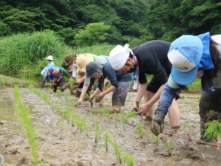 田植え　保全活動