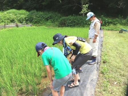 田んぼ