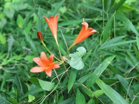 キツネノカミソリ　花　