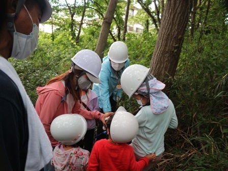 自然観察　カブトムシ