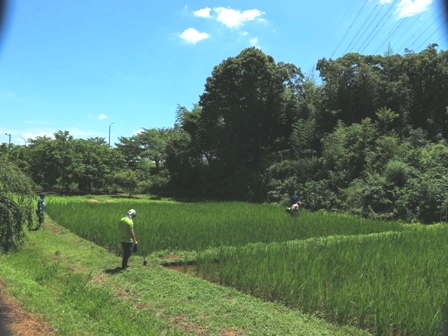 田んぼ