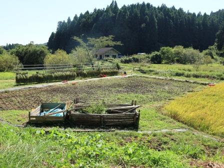 田んぼ