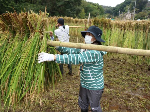 はざかけ