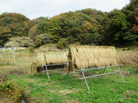 田んぼ