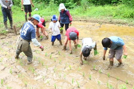 横沢入　田植え