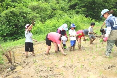 横沢入　田植え