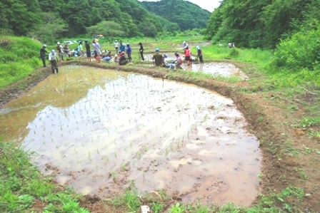 横沢入　田植え