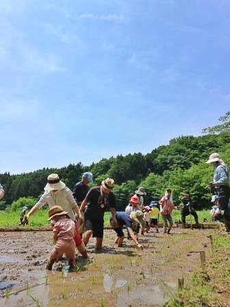 田植え