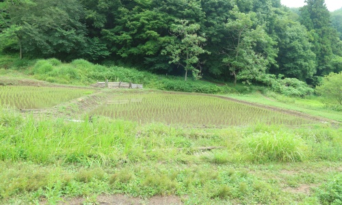 田んぼ　横沢入