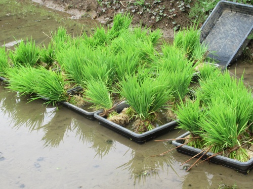 横沢入　田植え　もち米