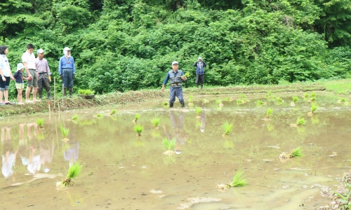 横沢入　田植え　レクチャー