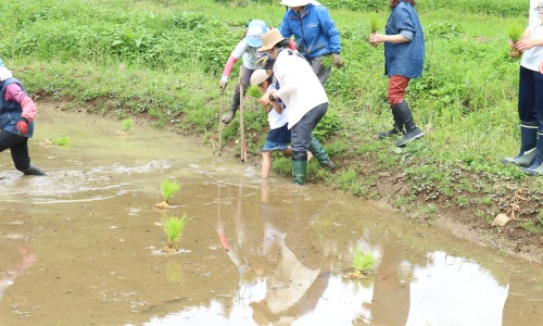 横沢入　初めての田植え