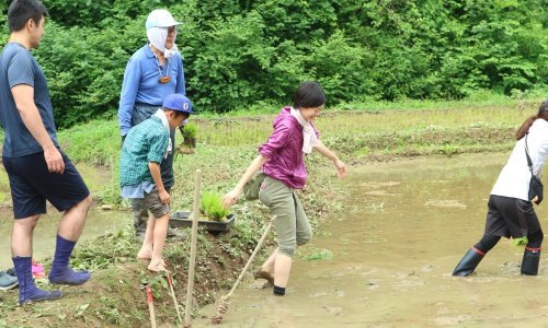 横沢入　田植え