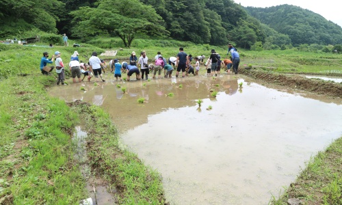 横沢入　田植え