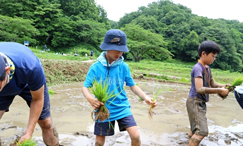 横沢入　田植え