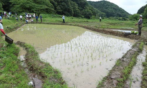 横沢入　田植え