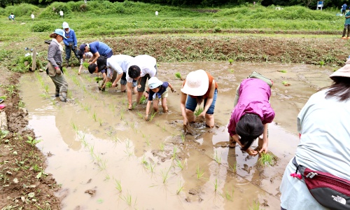 横沢入り　田植え