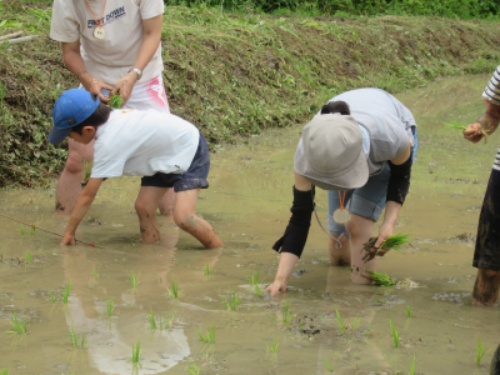 横沢入　田植え