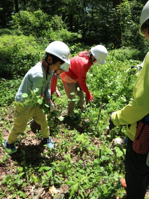 保全活動　草取り