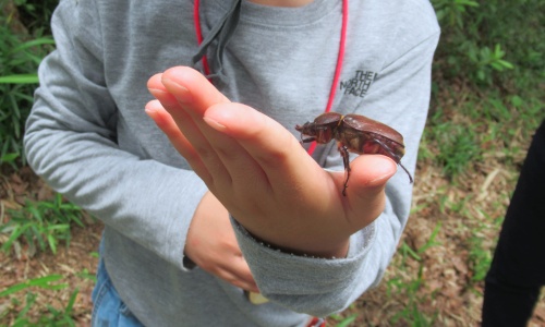 カブトムシ　メス