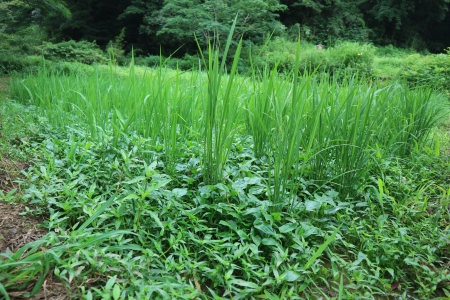 草だらけの田んぼ