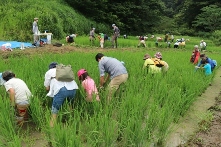 田んぼで草取り