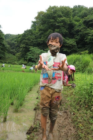 田んぼで草取り