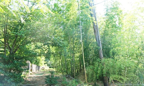 八王子石川町緑地保全地域