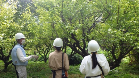 ウメの木剪定