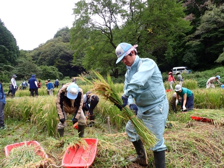 田んぼの活動