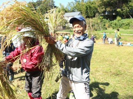 稲をまとめる作業