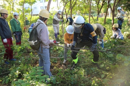 樹木の伐採