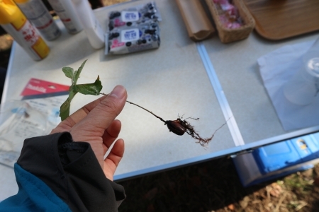 どんぐりの芽