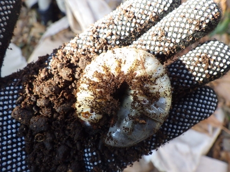 カブトムシの幼虫