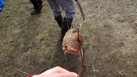 カマキリの卵